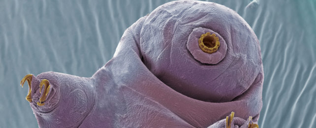 Tardigrades Can Survive Frozen Oblivion by Pausing Their Biological Clocks  : ScienceAlert