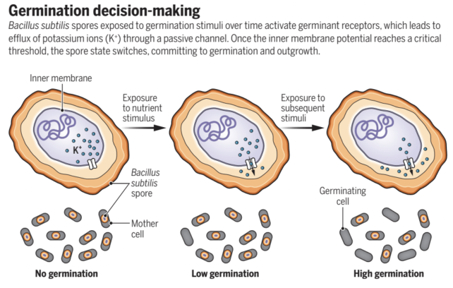 Illustration showing spores being exposed to nutrients