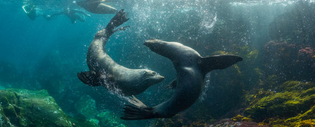 Seals chasing each other underwater
