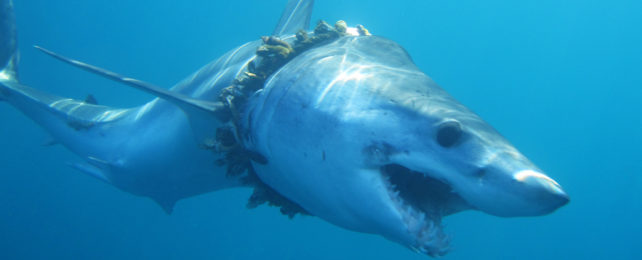 Entangled fishing line encrusted with barnacles warps shark's body.