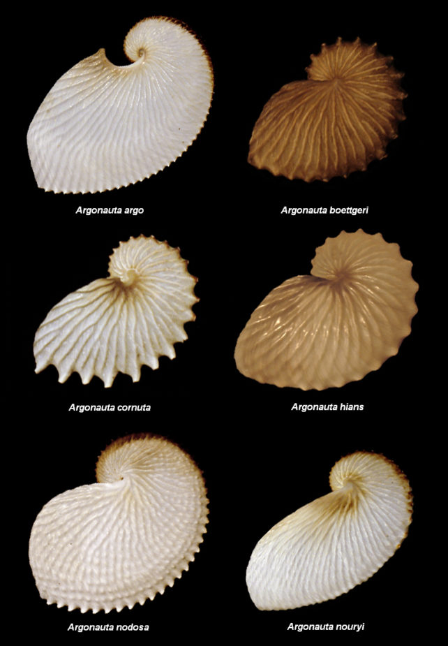 Different shells of the six extant argonaut species.