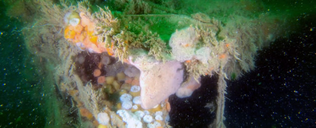 Microbes on a shipwreck