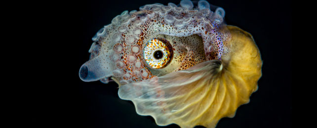 Octopus eyes and arms peaking out of transparent shell.