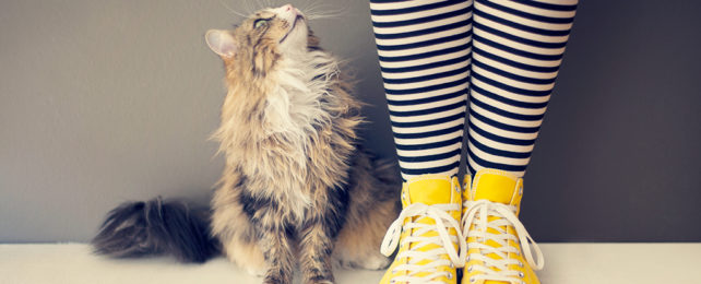 Cat looking up at a person with striped socks and yellow shoes