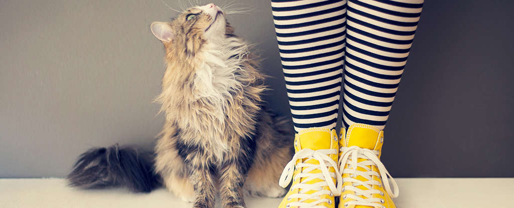 Cats Do Hear You When You're Talking to Them Sweetly (They Just Don't Care)