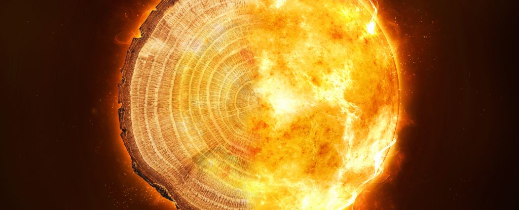 Les cernes des arbres racontent une mystérieuse tempête cosmique qui frappe tous les mille ans : ScienceAlert