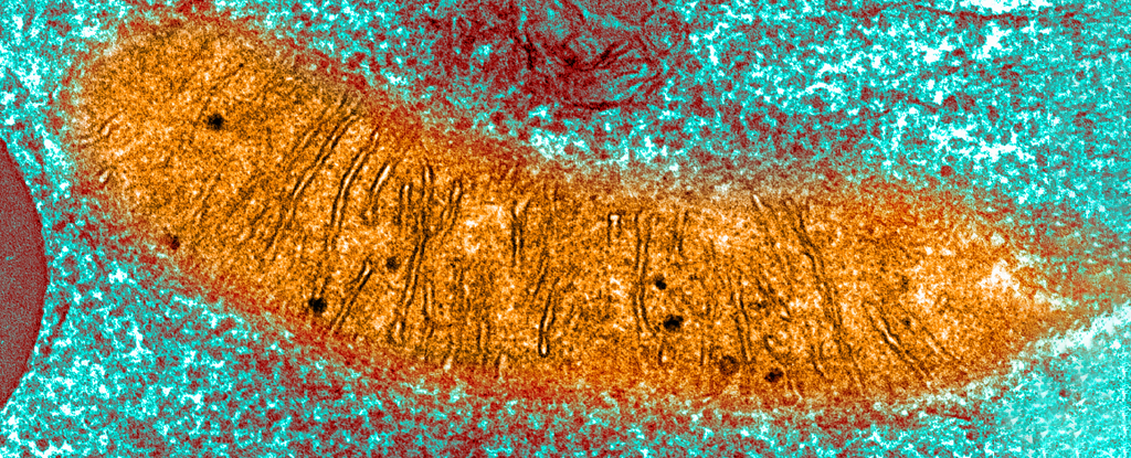 Micrograph of orange mitochondria on blue background.
