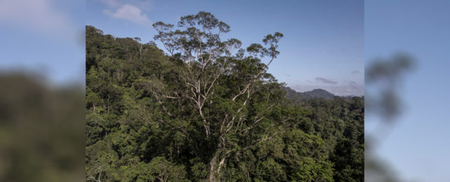 A tall tree stretches out of the Amazon jungle canopy.