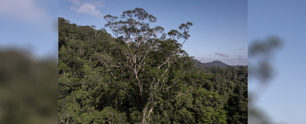 Finalmente llegamos al árbol más alto del Amazonas 3 años después de su descubrimiento : Heaven32