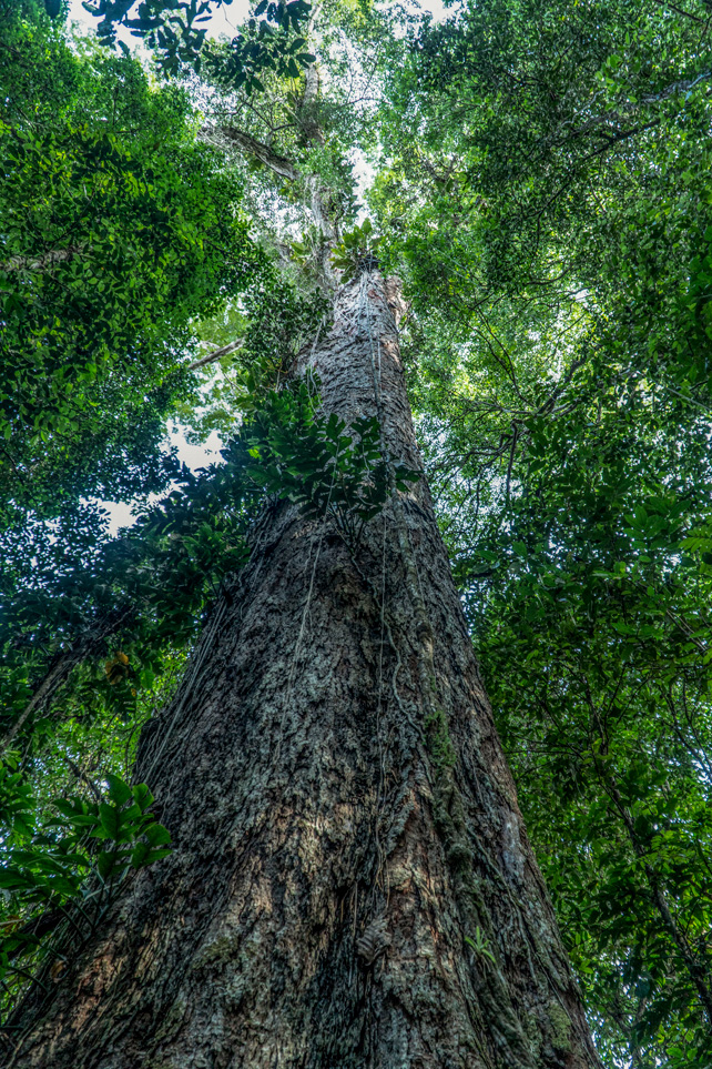 Looking up the trunk of a very tall tree.