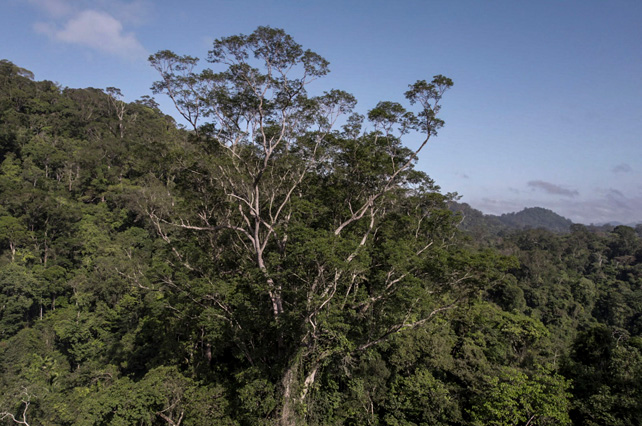 A tall tree stretches out of the Amazon jungle canopy.