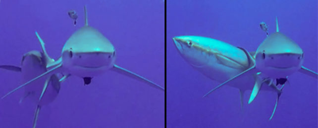 Two images of a tuna rubbing against a shark