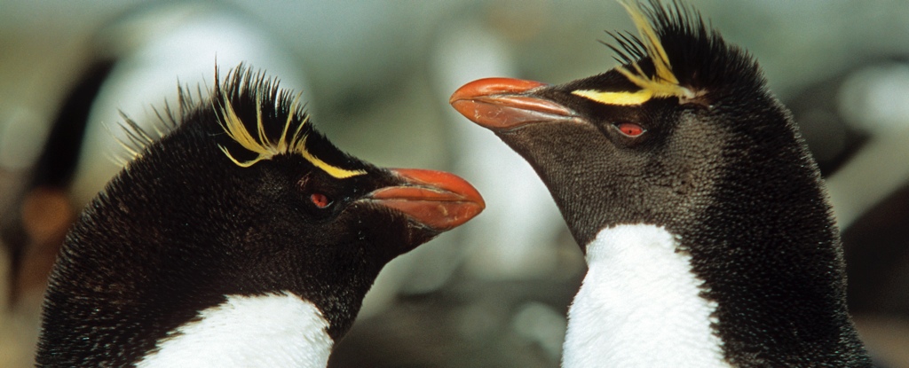 Estos pingüinos abandonan misteriosamente su primer huevo.  Finalmente sabemos por qué: Heaven32