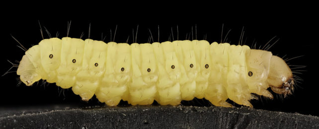 Up close image of a wax moth larva, or wax worm