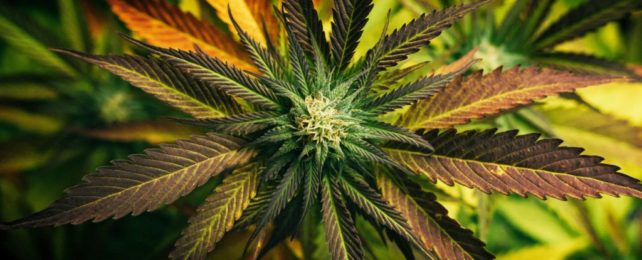 Here's How Long a Cannabis High Actually Lasts, According to Science WeedCoverUnsplashColourful-642x260