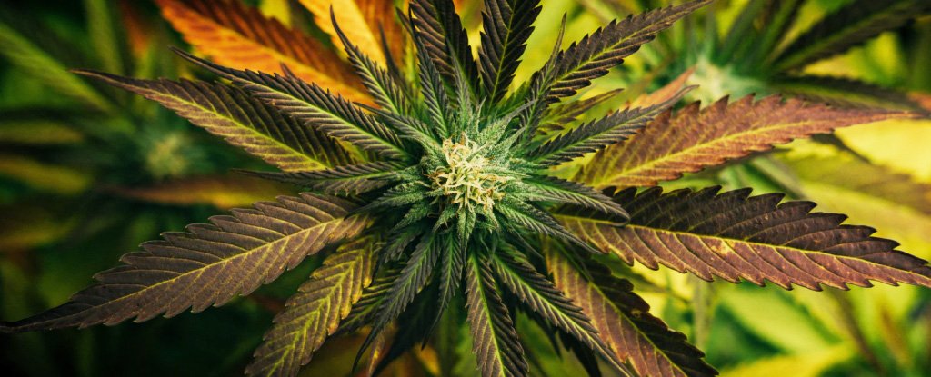 Here's How Long a Cannabis High Actually Lasts, According to Science :  ScienceAlert