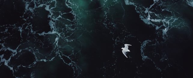 White Bird Flies Over Dark Ocean