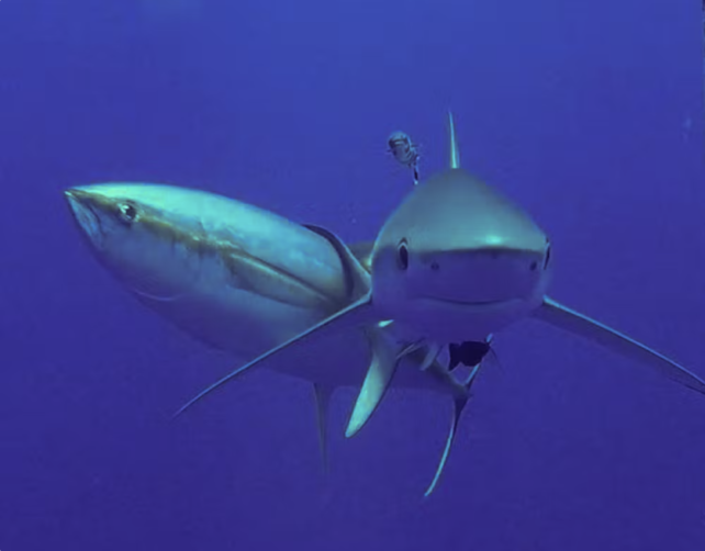 A large yellow fin tuna on the left, scratching its head against a shark's tail, seen on the right.