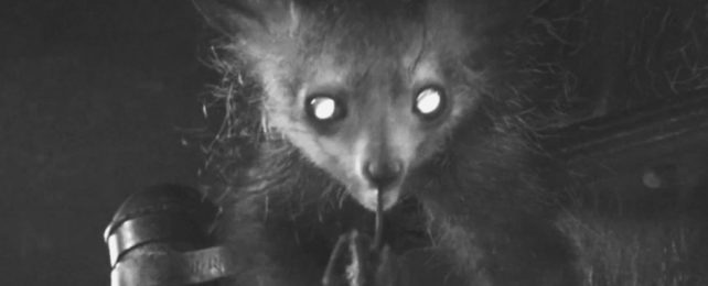 We've Caught an Aye-Aye Using Its Wacky Long Finger For Something Pretty Gnarly
