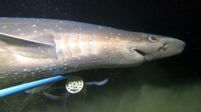 Bir denizaltıdan dikenli köpekbalığı