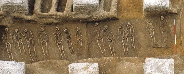 a row of skeletons exposed amongst the packed earth in which they were buried
