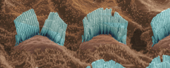 Finally, Scientists Have Figured Out A Key Molecular Mechanism Behind Human Hearing