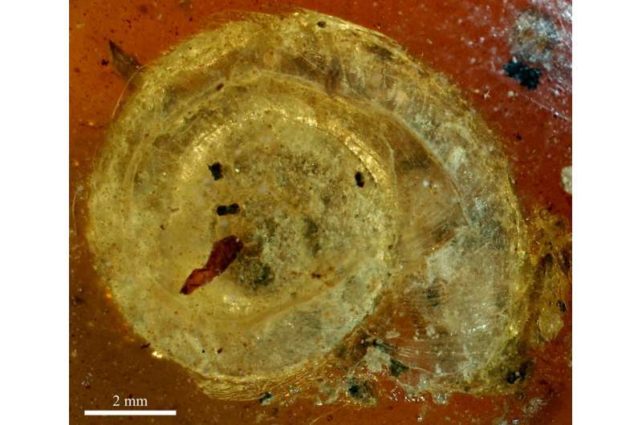 Close up of the snail shell in amber showing details.