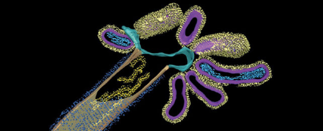 Hybrid virus made up of influenza A and respiratory syncytial virus