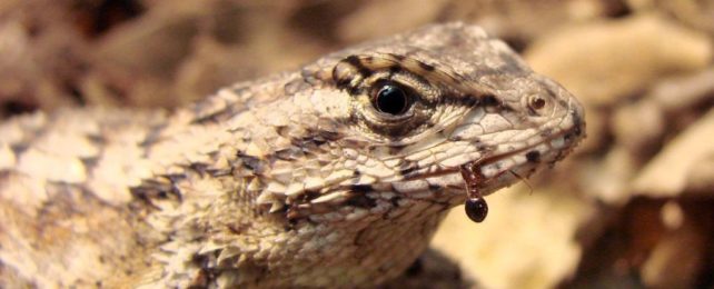 an eastern fence lizard in profile with a fire ant hanging out the side of its mouth