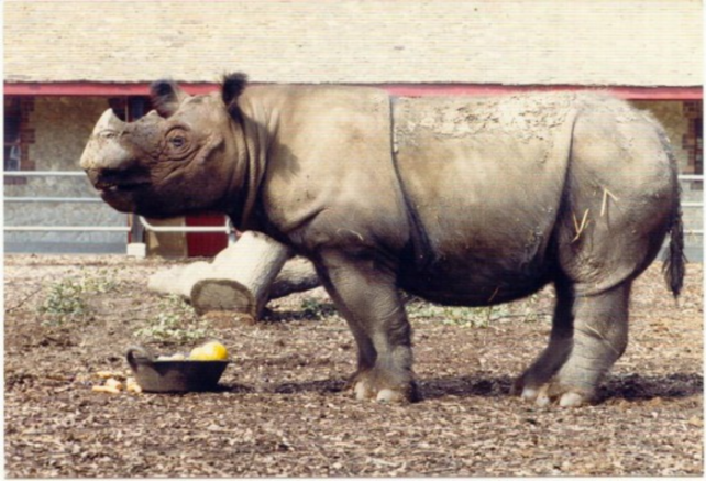 Sumatran rhino