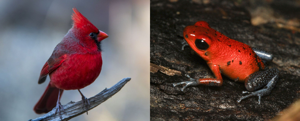 The Incredible Colors of Animals Mean Different Things, But We Just Found a  Pattern : ScienceAlert