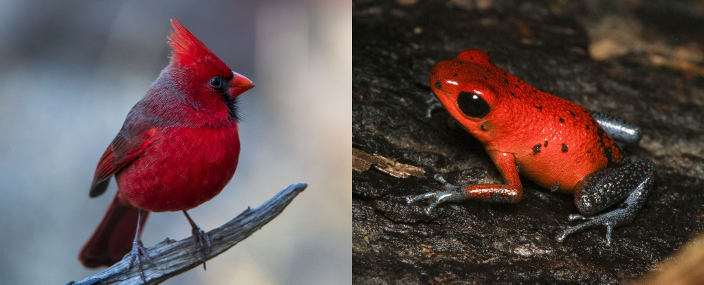 Les couleurs étonnantes des animaux signifient différentes choses, mais nous avons trouvé un modèle : ScienceAlert