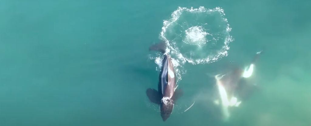 Mire a un gran tiburón blanco convertirse en el almuerzo de una orca en el primer video del mundo : Heaven32