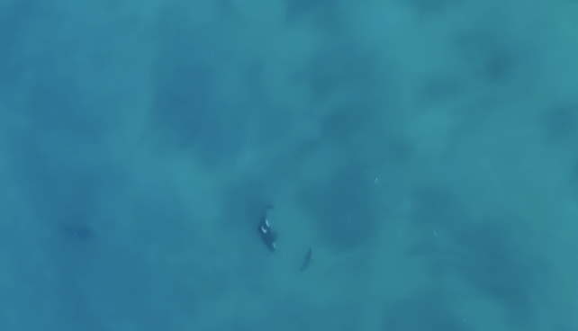 Orca and shark circling one another