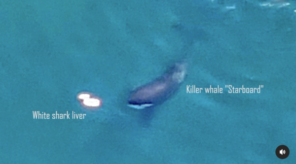 Watch A Great White Become an Orca's Lunch in World-First Footage