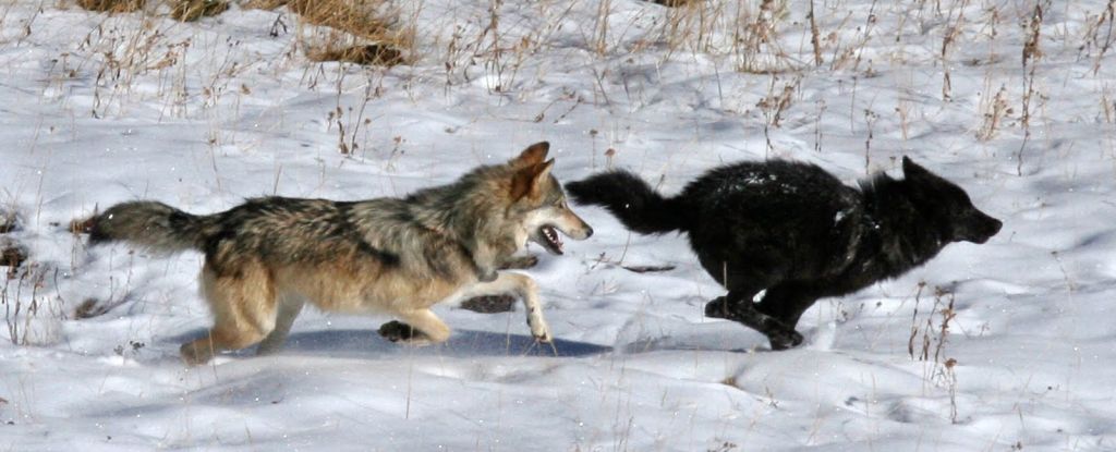 オオカミは、アメリカ全土で不思議なことに色を変えています。 ついにその理由がわかりました：ScienceAlert