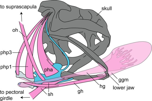 Diagram showing the anatomy of the toad's mouth