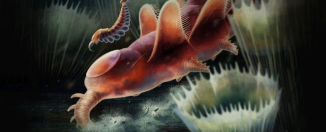 Ancient 'Weird Wonders' Could Be Leftovers From The Cambrian Explosion