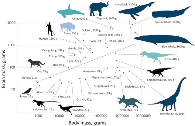 Diagramme de la taille du cerveau par rapport à la masse corporelle pour les dinosaures, les mammifères et les oiseaux