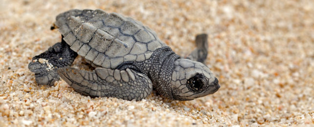 Baby Ridley sea turtle on sand