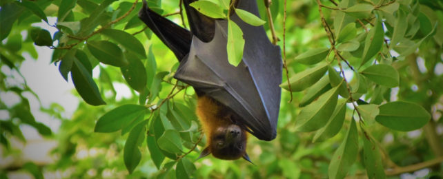 Black bat handing upside down in tree with bright green leaves.