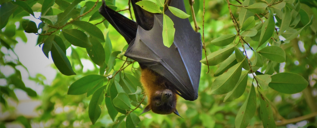 Les chauves-souris et les humains sont plus proches que jamais, et les enjeux n’ont jamais été aussi clairs : ScienceAlert