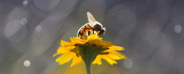 bee landing on yellow flower