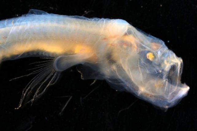 Pesce dalla lunga pelle trasparente dalla testa grossa con occhi dorati