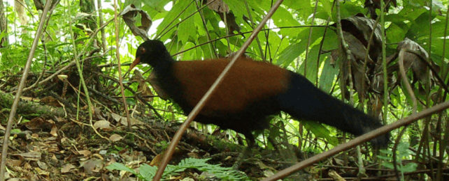 The Black-naped Pheasant-Pigeon, an orange-and-black bird.