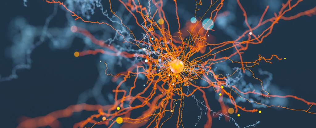 Los científicos creen haber encontrado nuestra ‘brújula neuronal’ que evita que nos perdamos: Heaven32