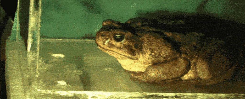 Cane Toad Swallowing Tongue