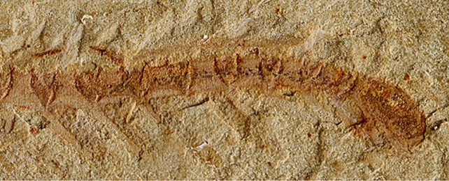 Cardiodictyon Catenulum fossil