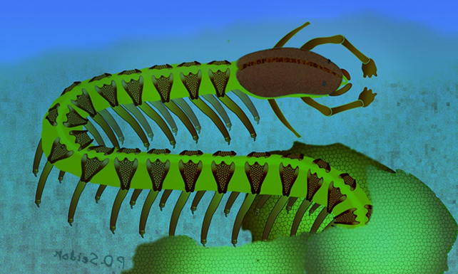 Cardiodictyon catenulum artist impression