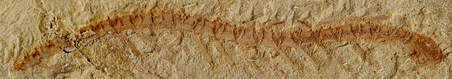 Cardiodictyon catenulum fossil